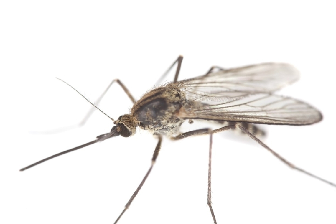 Obavijest o zaprašivanju komaraca